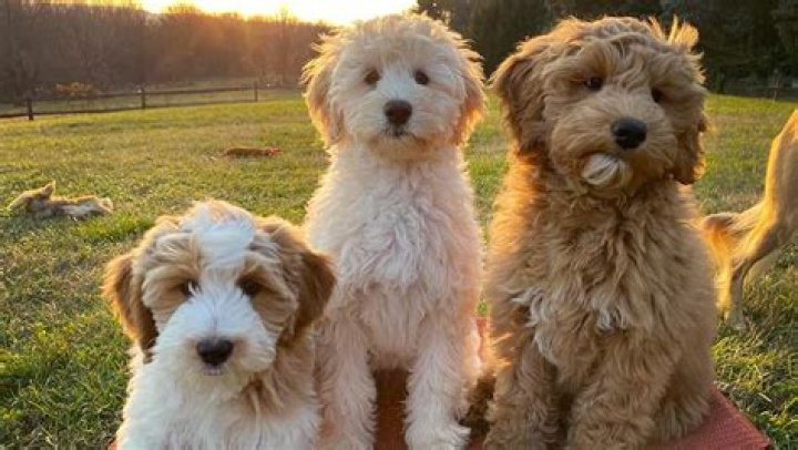 Are Bernedoodles and Goldendoodles easier to train?