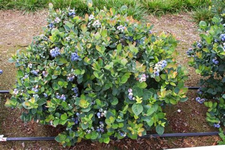 Can you grow blueberries and raspberries together?