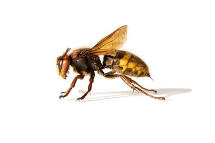 Does killing a hornet attract more?