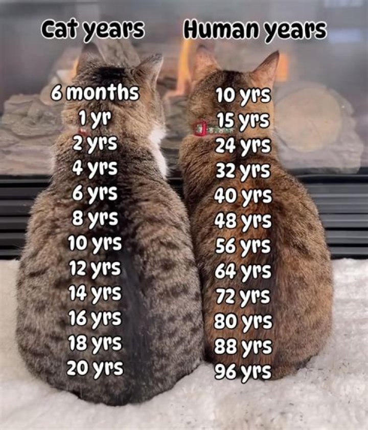 How old is a cat in 1 human year?
