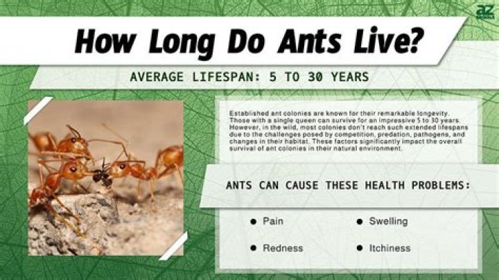 What's the lifespan of an ant?