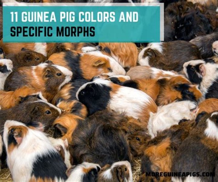 What color do guinea pigs see?