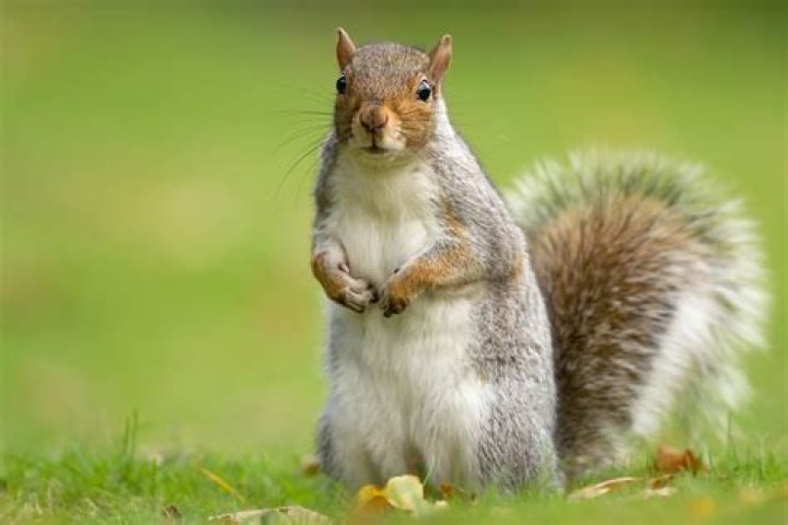 What do GREY squirrels eat?