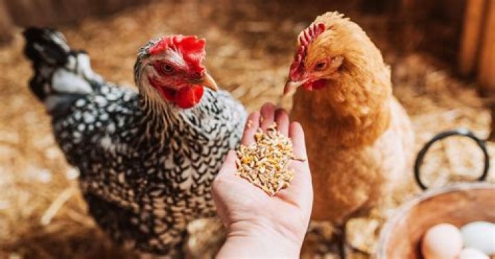 What do you feed chickens for better eggs?