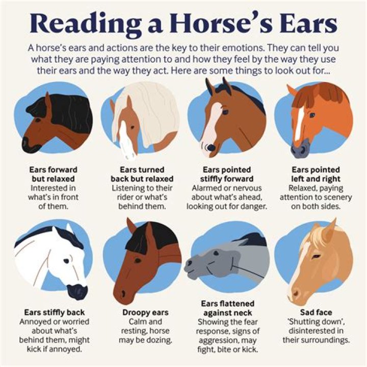 What does it mean when horses ears are forward?
