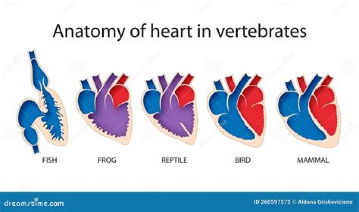 Which animal has similar heart to humans?