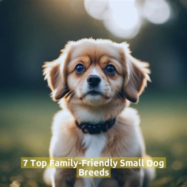 Which is the friendliest small dog?