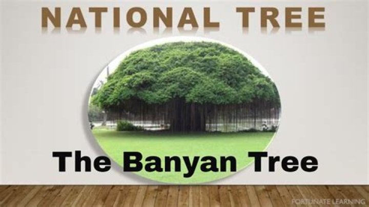 Why banyan tree is our national tree for kids?